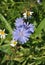 The flower chicory