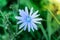Flower chicory close-up on green leaves background_
