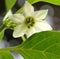 Flower chili white and green plant