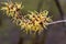 Flower of a Chinese witch hazel