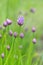 Flower of chives blooming among buds