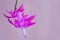 Flower of Christmas Cactus Schlumbergera isolated on a pink ba