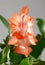 Flower Christmas Cactus ( Schlumbergera truncate)