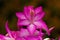 Flower Christmas Cactus. Schlumbergera truncate purple