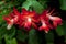 Flower Christmas Cactus. Schlumbergera truncate red