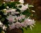 Flower Christmas Cactus. Schlumbergera truncatel white