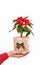 Flower christmas tree as a gift give female hands