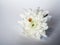 flower chrysanthemum shell background shadow macro white color