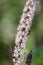 Flower Cimicifuga simplex close-up