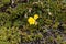 Flower of the cinquefoil Potentilla aurea