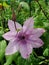 Flower of clematis, closeup, macro. Closeup of a Clematis Jackmannii in sprin. Closeup of bright blue Clematis Flower with shallo