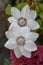 Flower clementis