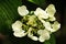 Flower of a climbing hydrangea