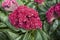 Flower close up of Celosia cristata plant