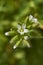 Flower close up of Cerastium fontanum