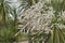 Flower close up of Cordyline australis palm