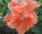 Flower Close Up Hibiscus