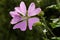 Flower close-up of Malva alcea greater musk, cut leaved, vervain or hollyhock mallow, on soft blurry green grass background