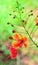 Flower close up-Royal Poinciana or Flamboyant (Delonix regia)