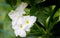 Flower cluster of Plumeria pudica, Fiddle leaf plumeria, Golden Arrow