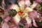 Flower cluster on silk floss tree