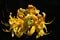 Flower cluster of Yellow Azalea decorative shrub, latin name Rhododendron luteum, in full blossom during early may, dark backgroun