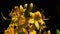 Flower cluster of Yellow Azalea decorative shrub, latin name Rhododendron luteum, in full blossom during early may, dark backgroun