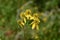 Flower cluster of yellow wingstem plant