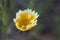 Flower of a coastal tidytips, Layia platyglossa