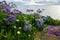 Flower Coated Shoreline in La Jolla, CA