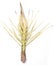 Flower of coconut tree isolated, Spadix