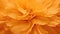 flower color petal texture marigold