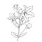 Flower coloring page for adults, Sketch bell flower drawing, bellflower vector art, Hand drawn beautiful balloon flower bouquets