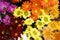 Flower colourful yellow orange red purple pink white chrysanthemum gerbera daisies daisy