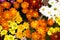 Flower colourful yellow orange red purple pink white chrysanthemum gerbera daisies daisy