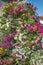 Flower column with colorful summer plants, begonias, petunias, vervain, geranium