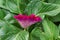 Flower comb or Celosia with green leaves. Beautiful burgundy flower concept