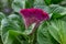 Flower comb or Celosia with green leaves. Beautiful burgundy flower concept