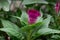 Flower comb or Celosia with green leaves. Beautiful burgundy flower concept