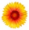 Flower of common blanketflower