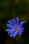 Flower of Common chicory, Cichorium intybus, wild chicory, chicory, edible plant, nature, benefit, substitute coffee