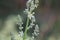 Flower of the common mullein, Verbascum lychnitis