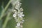 Flower of the common mullein, Verbascum lychnitis