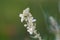 Flower of the common mullein, Verbascum lychnitis
