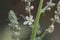 Flower of the common mullein, Verbascum lychnitis