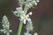 Flower of the common mullein, Verbascum lychnitis