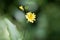 Flower of a common nipplewort, Lapsana communis