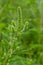 Flower of a common ragweed, Ambrosia artemisiifolia