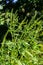 Flower of a common ragweed, Ambrosia artemisiifolia