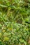 Flower of a common ragweed, Ambrosia artemisiifolia